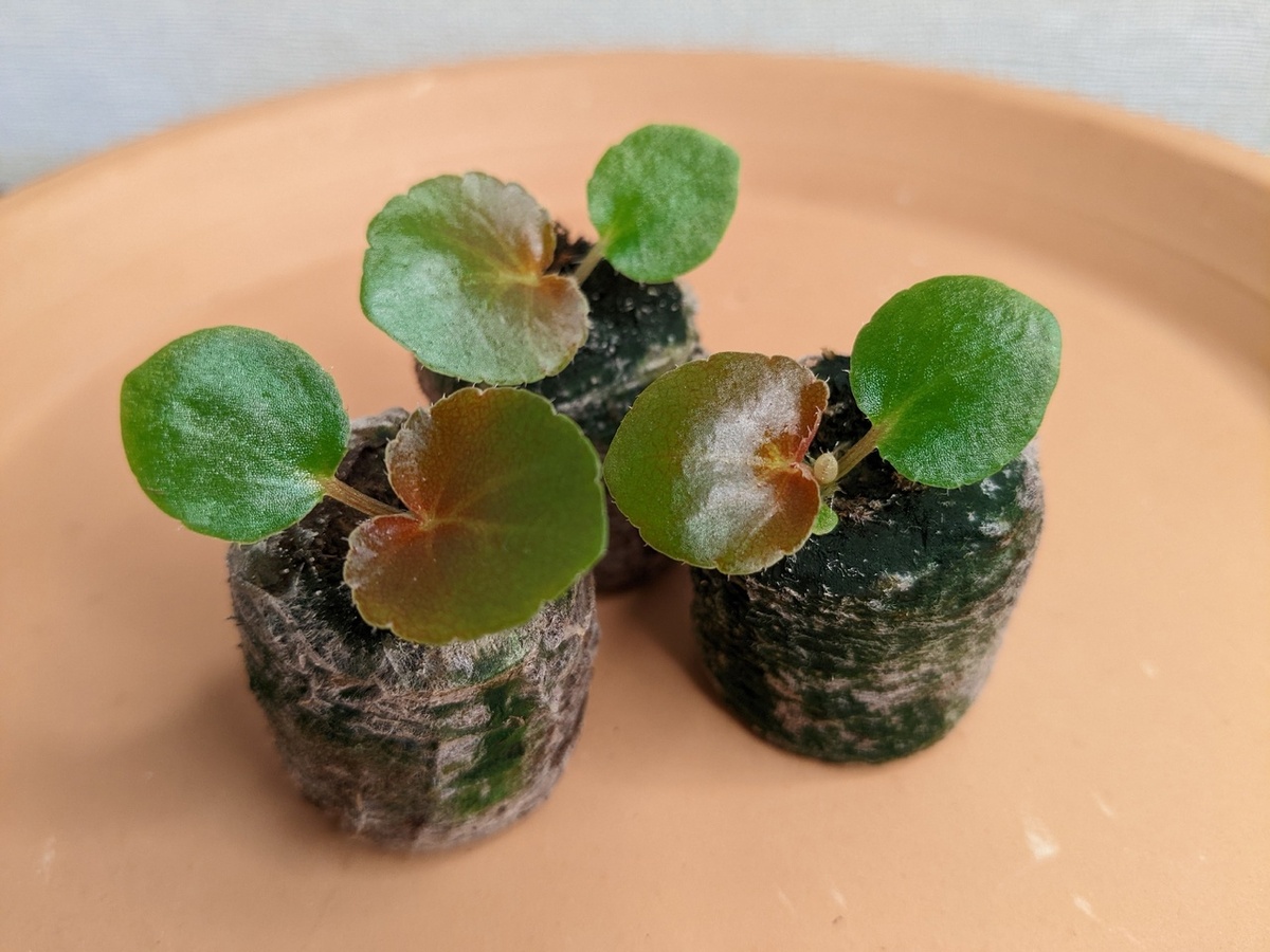 Сеянцы бегонии в торфяных таблетках