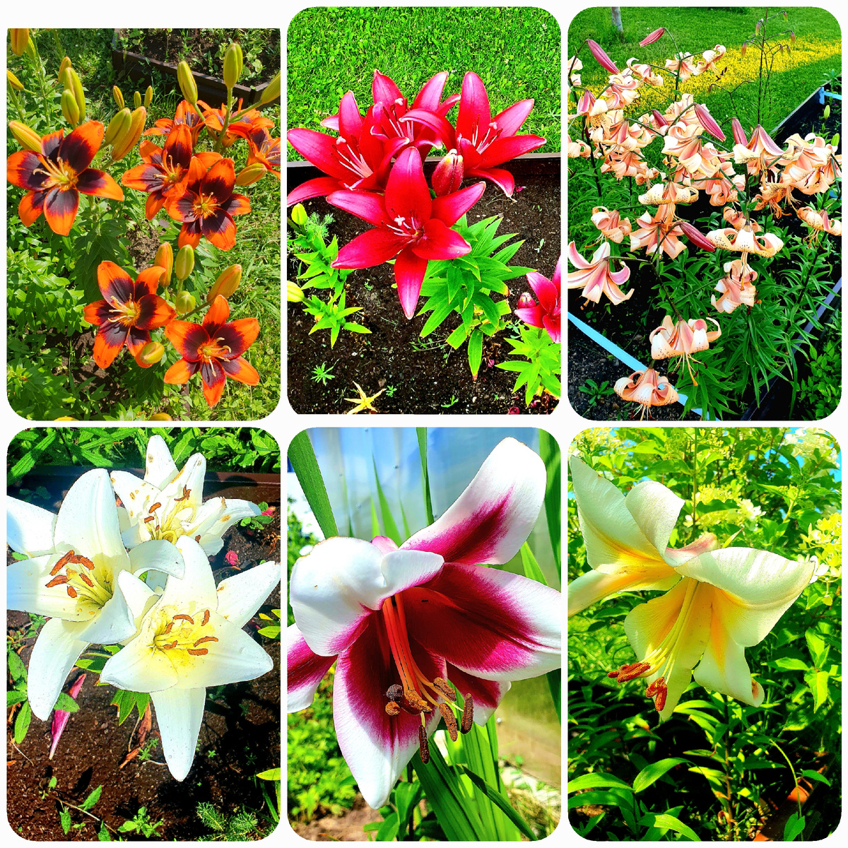 Лилии в июле 2024года