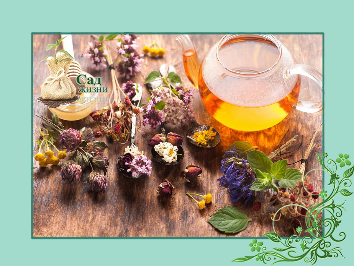 Травяные чаи