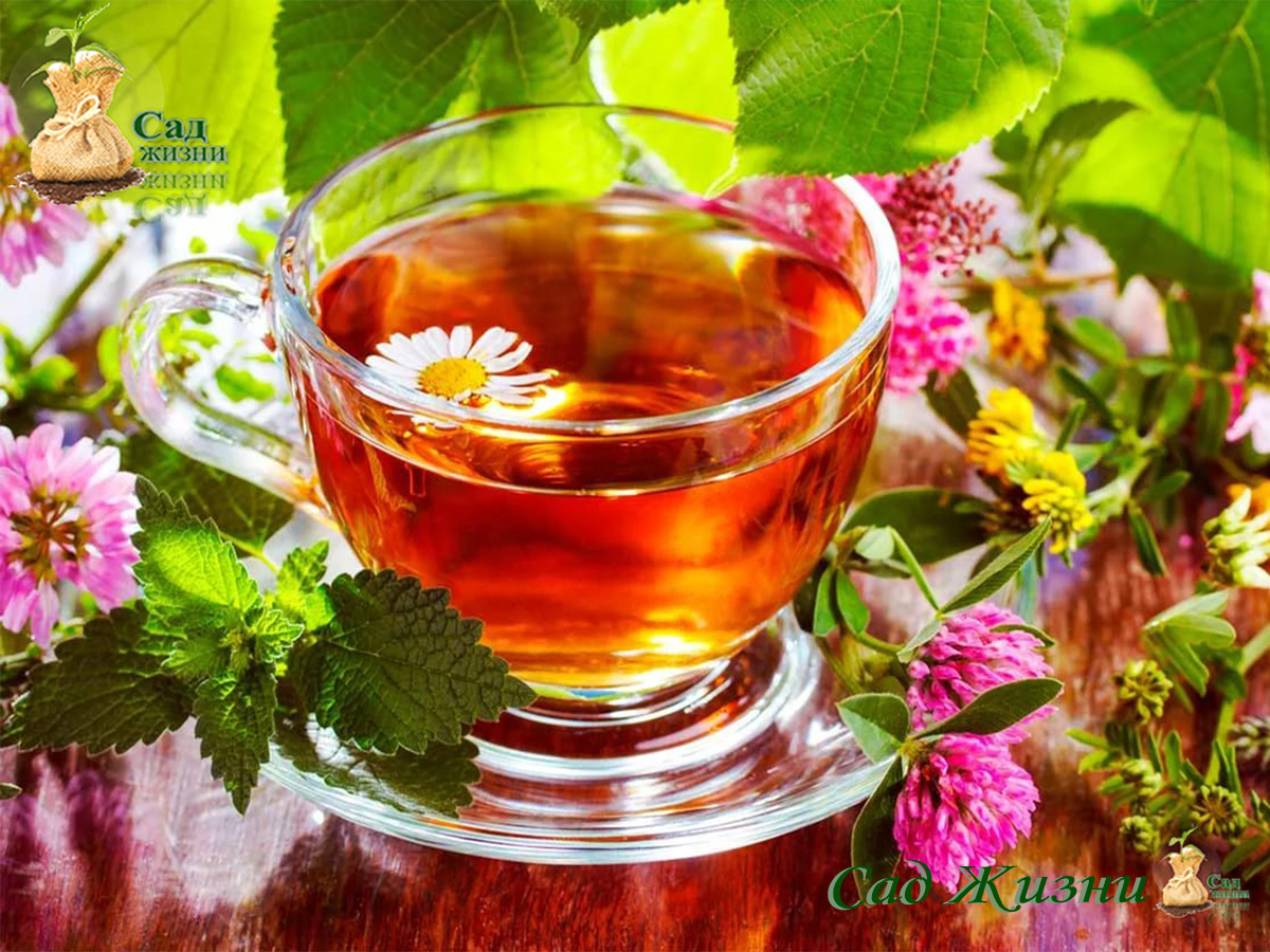 Тонизирующие травяные чаи