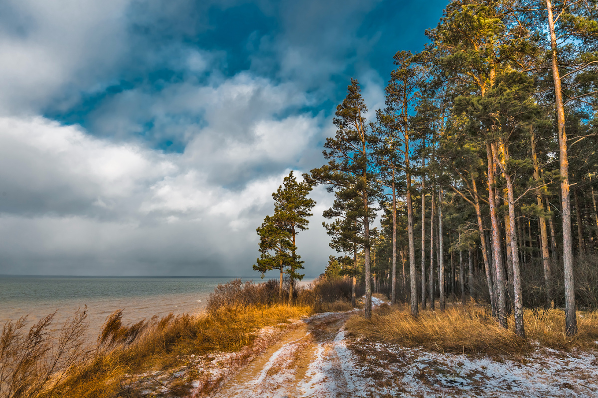 Побережье Обского моря. Новосибирская область, Западная Сибирь. 2024