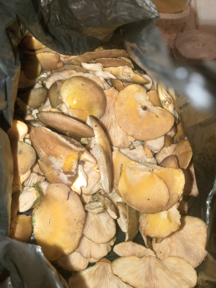 За 5 часов похода по лесу, собрали около 5кг вёшенок.