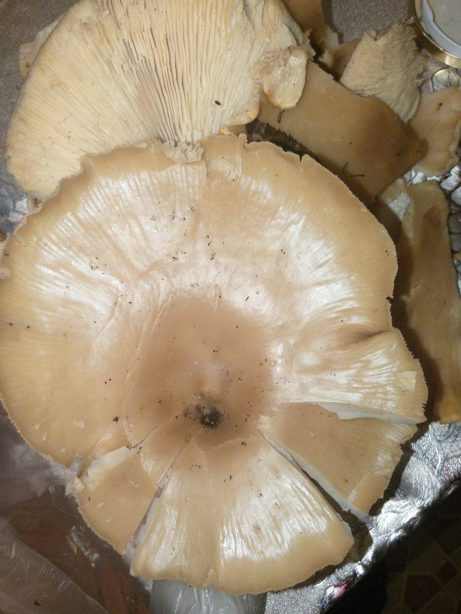 Еще вот такие, толи говорушка Толи рядовка, кто знает подскажите