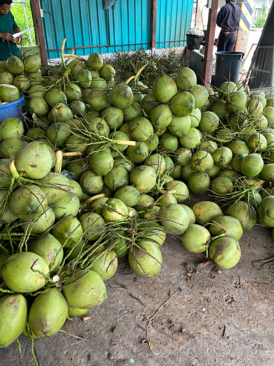 Молодые кокосы