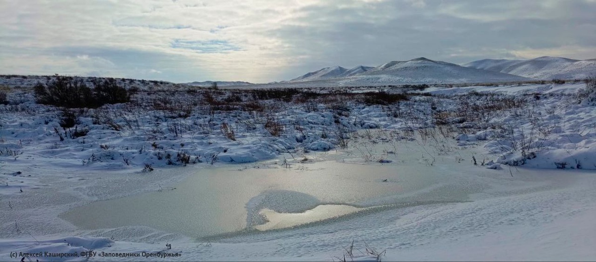    30 стай в день: Из Оренбуржья в теплые края улетают гуси, лебеди и утки Белов Михаил Александрович