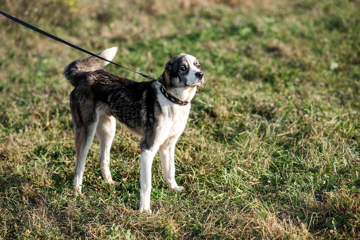 Нику около 4-х лет. Здоров, привит, кастрирован, обработан от внешних и внутренних паразитов.
