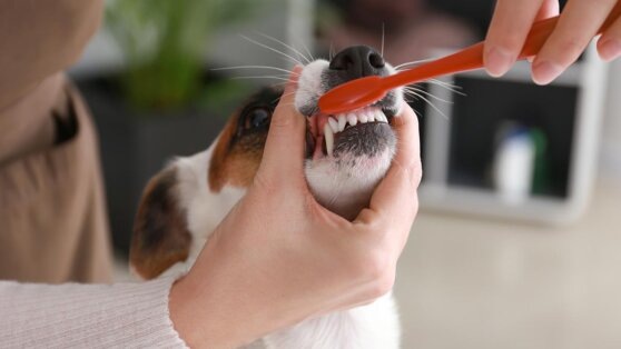    Нужно ли чистить зубы собакам: мнение экспертов Роман Захаров