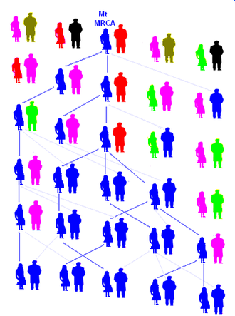 Доминирование потомков митохондриальной Евы 