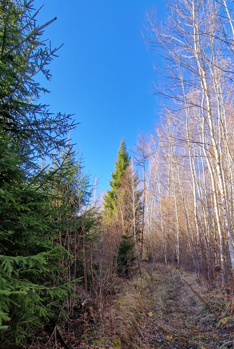 Тут разные уголки леса, такие уже предзимние. И такие красочные.