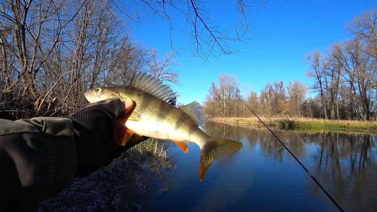 Фото с сайта: https://avatars.mds.yandex.net/