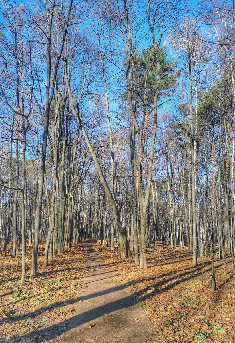Щукинский парк. Дорожка...