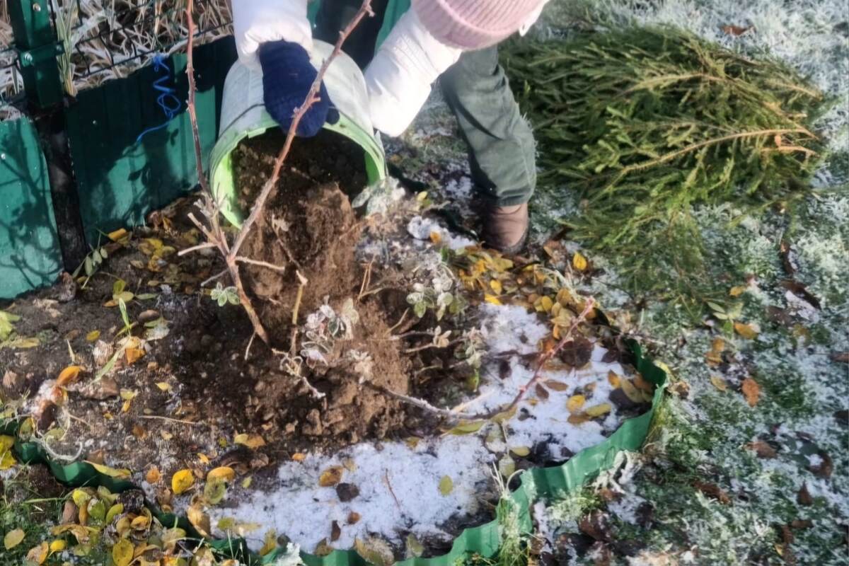 Засыпаю розу (в месте нахождения корневой шейки) ведром сухой земли. Получается небольшой холмик