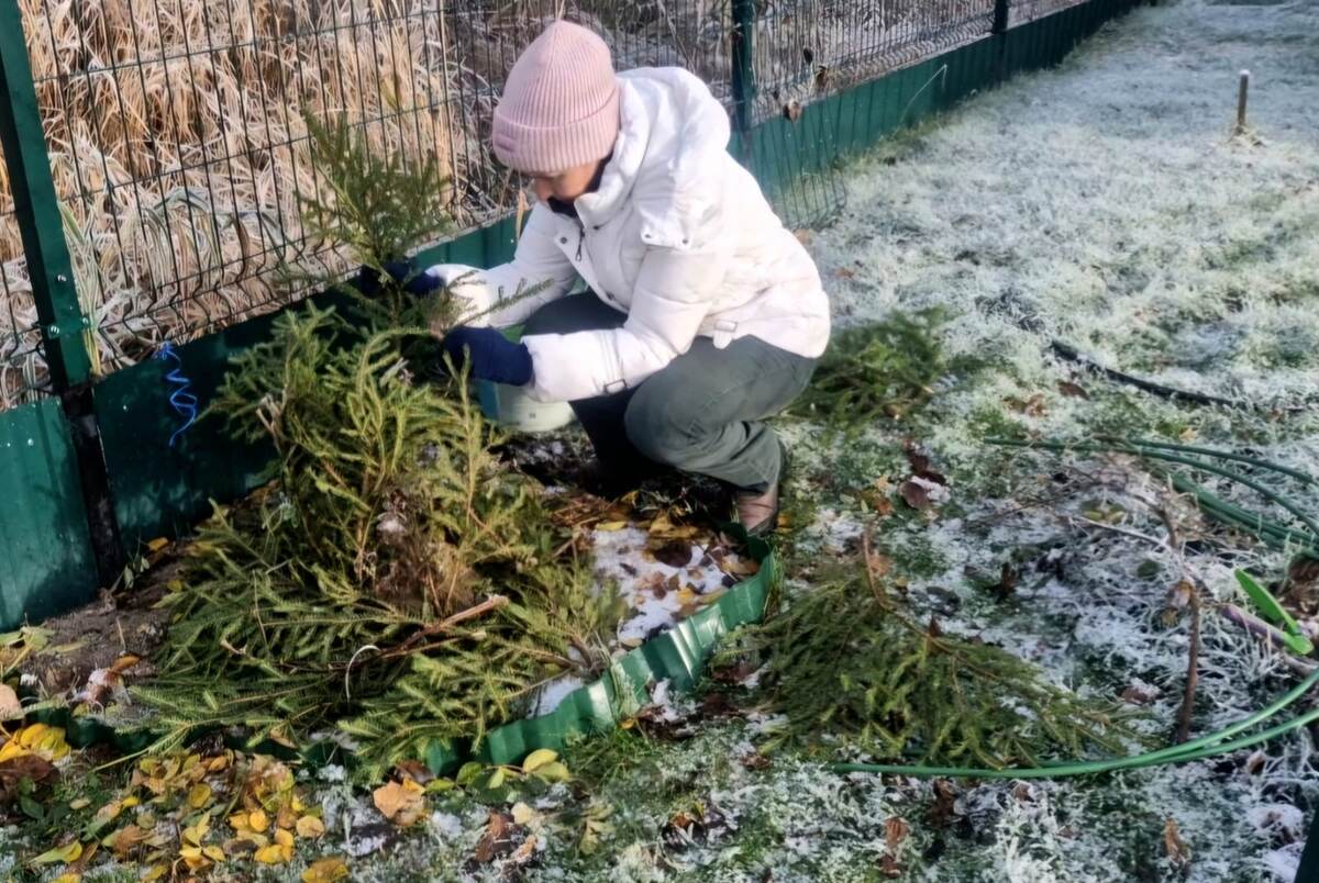 Укрытие еловым лапником