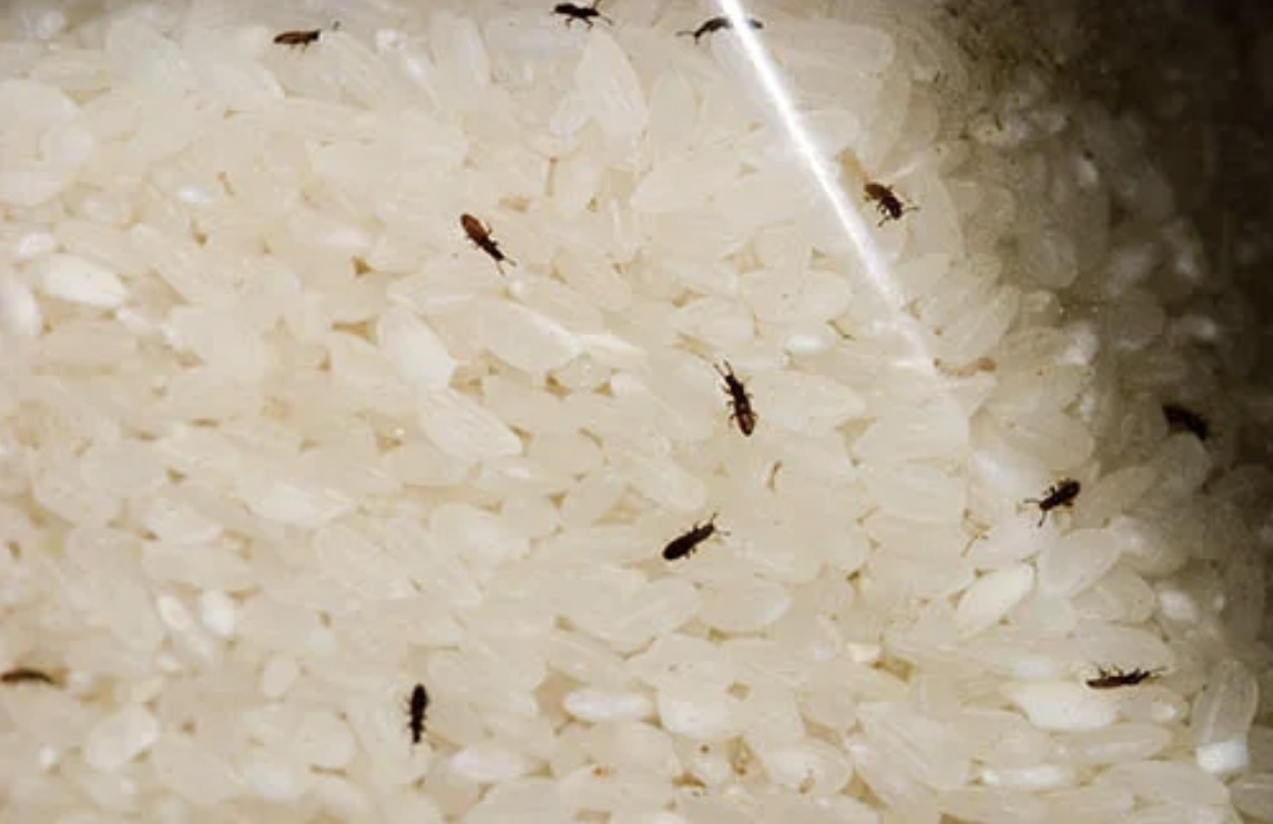 Фото из интернета. У меня такие же жучки 