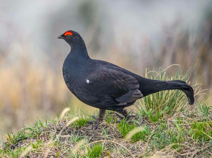 Картинка из интернета Тетерев-Косач