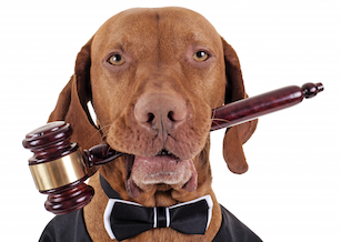 Помощь юриста по ветеринарным клиникам 8(800)500-39-61 | +7(499)490-44-52