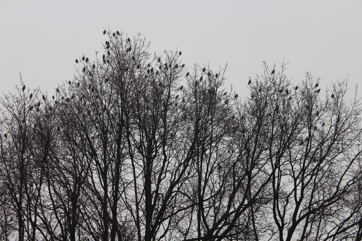 Фото из личного архива. Стайка птиц на голых ветвях дуба. Чем кормить птиц зимой.