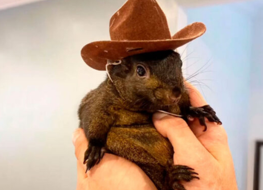 Кадры из аккаунта peanut the squirrel 