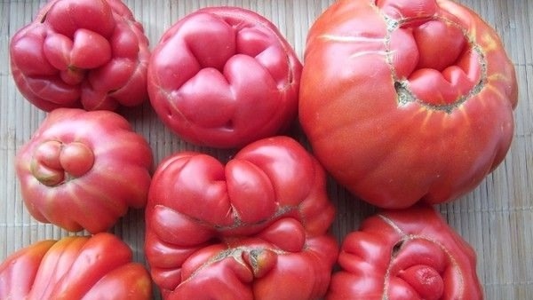 Уродливые томаты. Фото с pinterest.com
