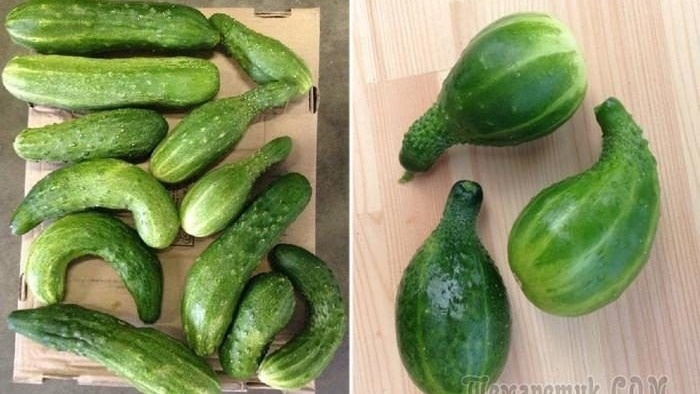Кривые огурцы. Фото с pinterest.com