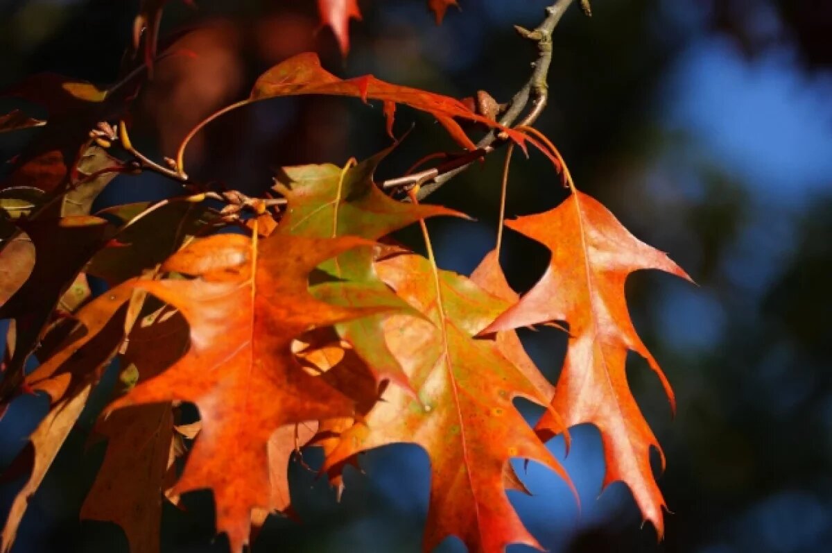    В понедельник, 11 ноября, в Ростове ожидается небольшой дождь