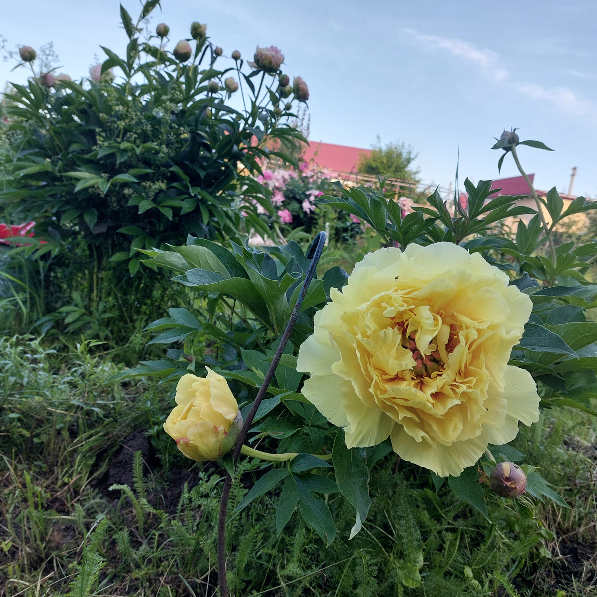 ПИон. ПЕресадили. Посмотрим, что будет.