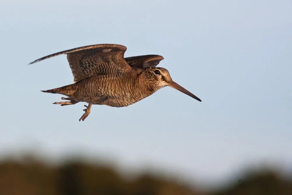 Фото вальдшнепа из интернета