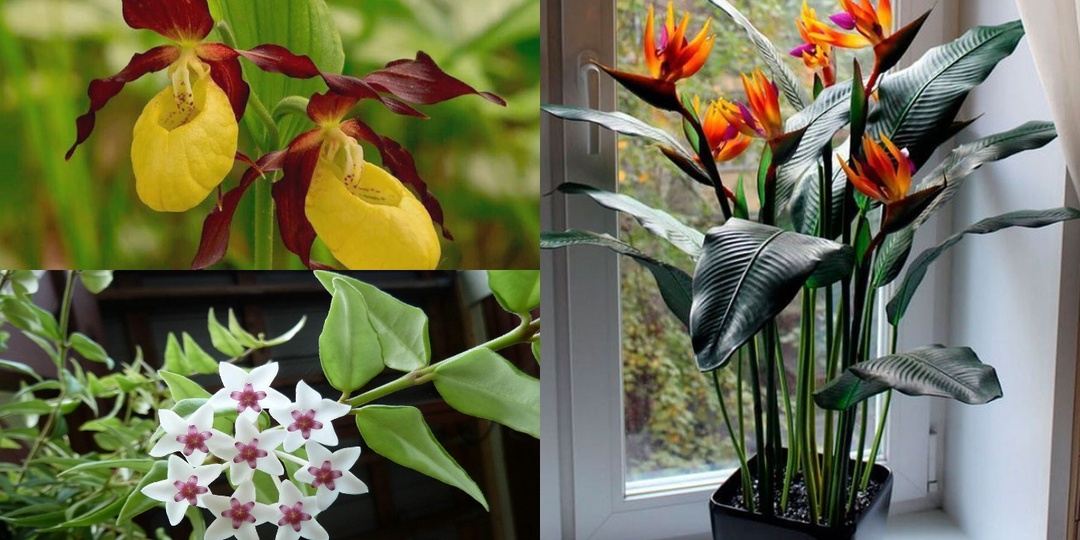 Выращиваю шесть требовательных комнатных растений. Особенности ухода