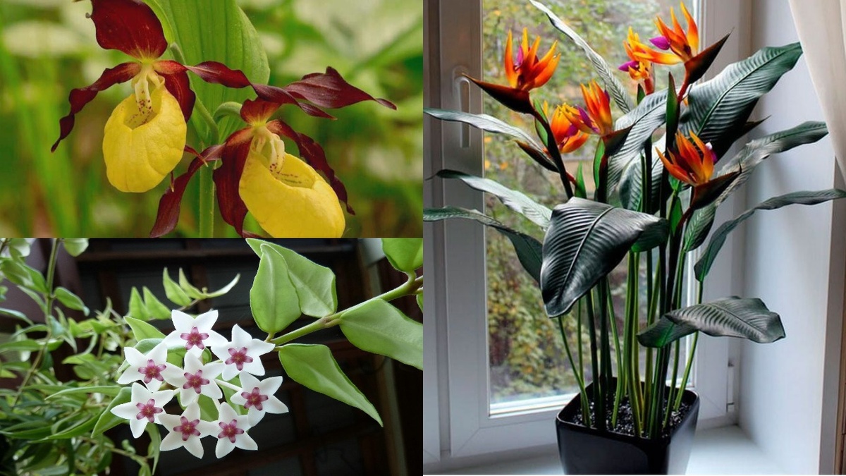 Результат десяти лет практического опыта выращивания требовательных комнатных растений