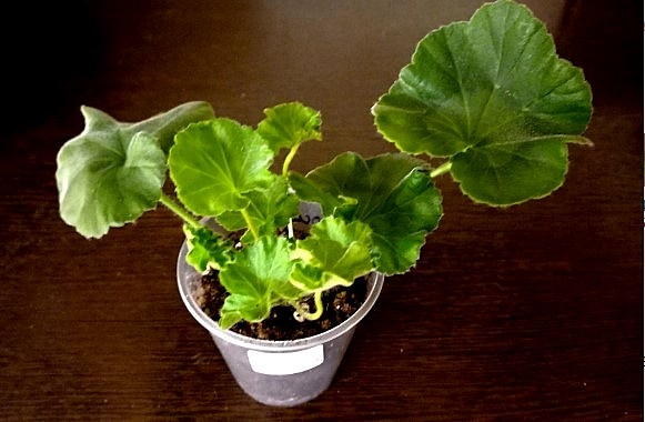 Черенок получила отличный!