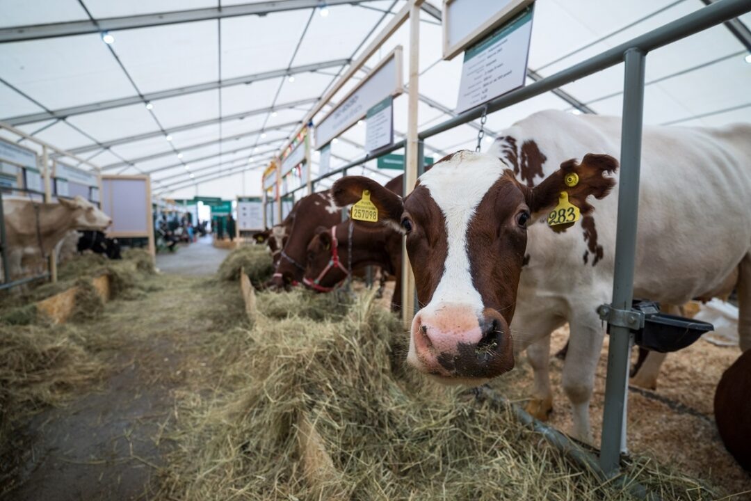 Фото: Александр Плонский / «Агроэксперт»
