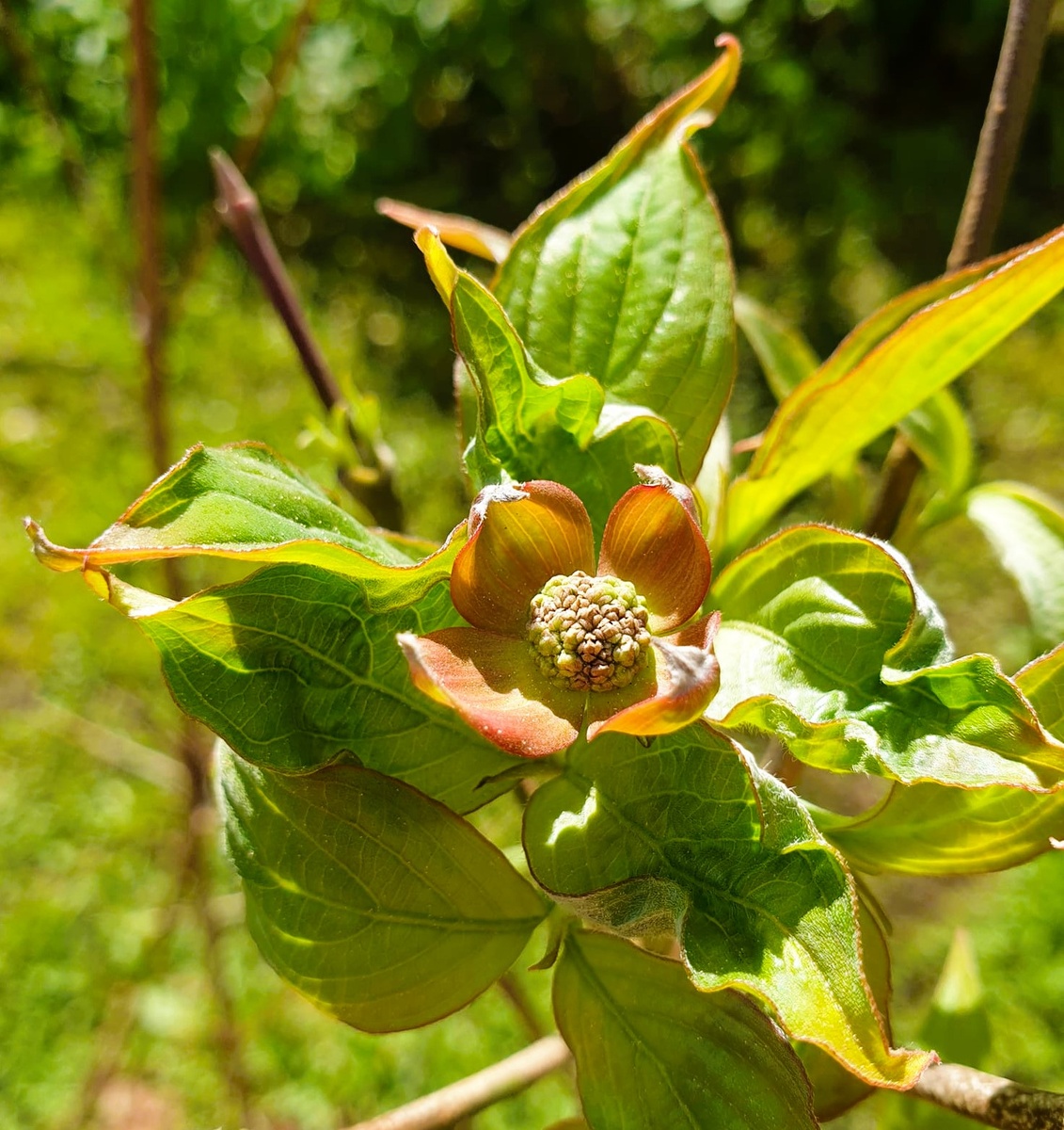 Интересно, многие ли узнают растение на фото? Его название указано в середине статьи. 🙂