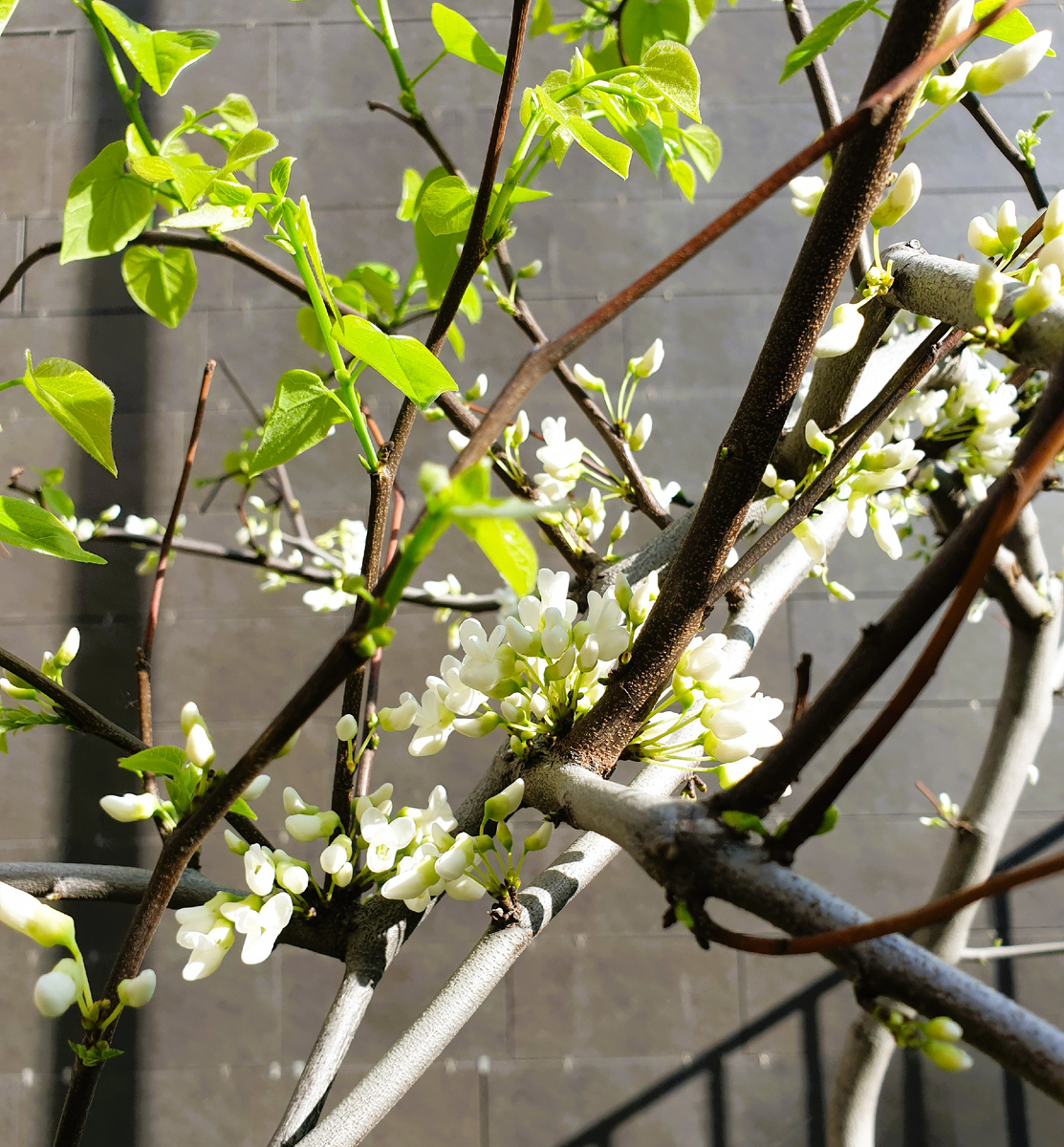 С годами этот церцис канадский в московском дворе потерял желание расти вертикально и приобрел причудливую стелющуюся форму.