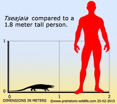 t.campi по сравнению с человеком 