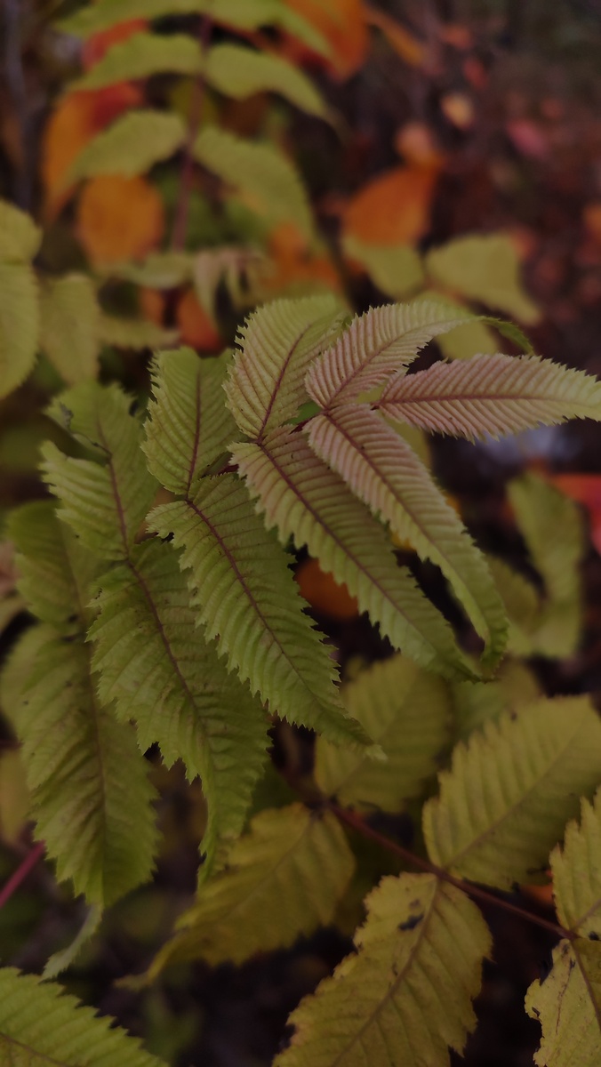 Осенние краски. 