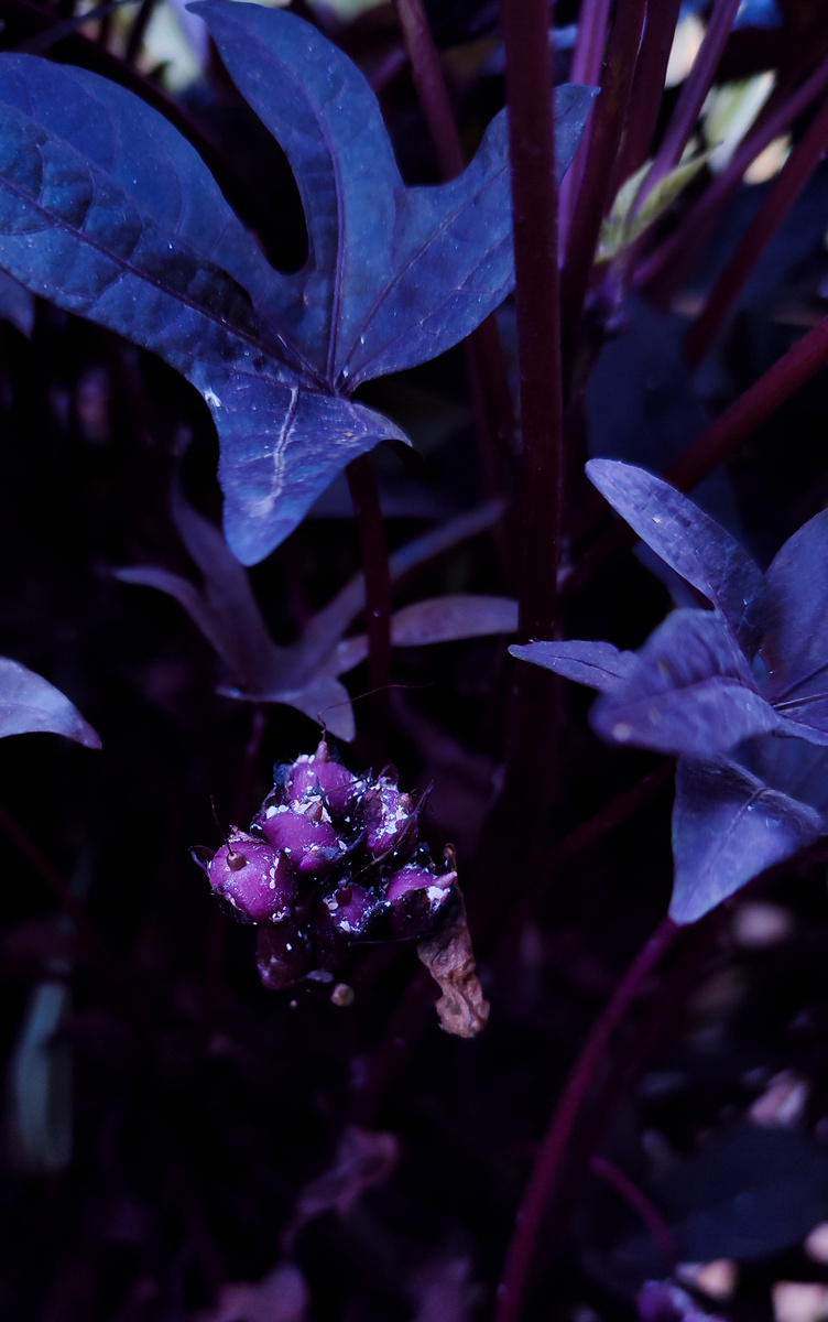 И это краски осени. 