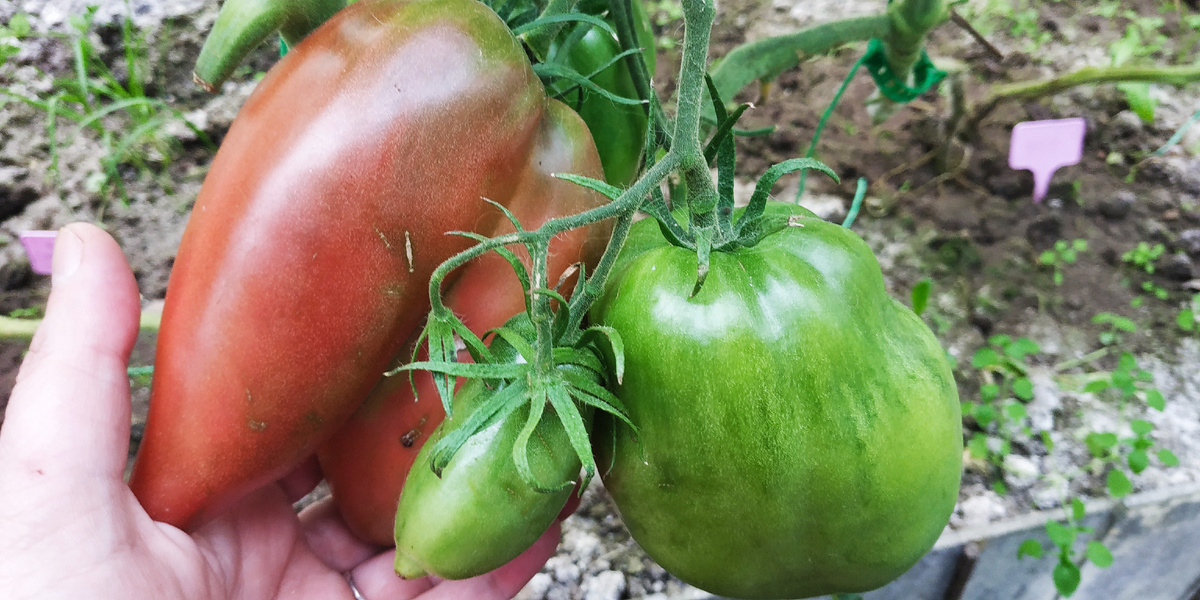 Томат Долговязая Салли пурпурная