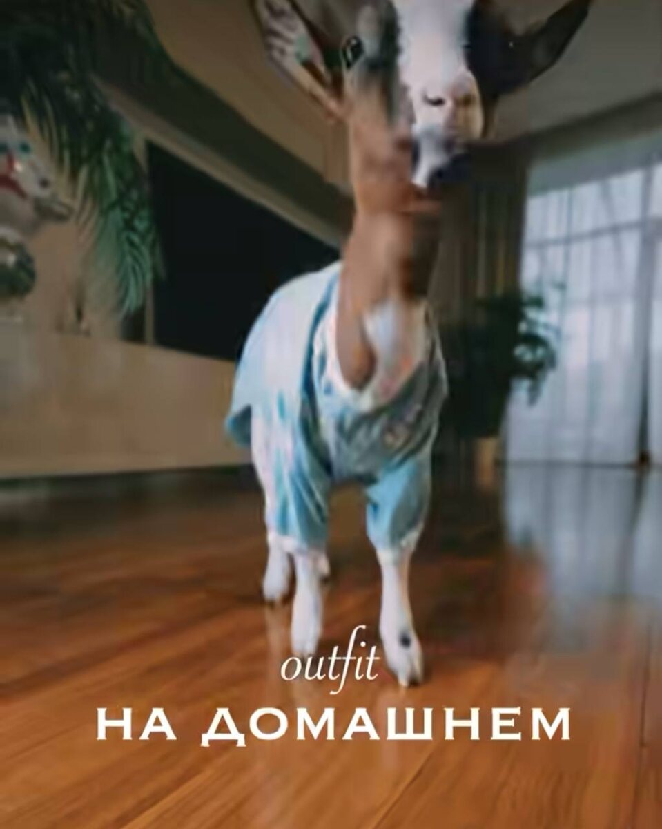 Фото: коза Мими
