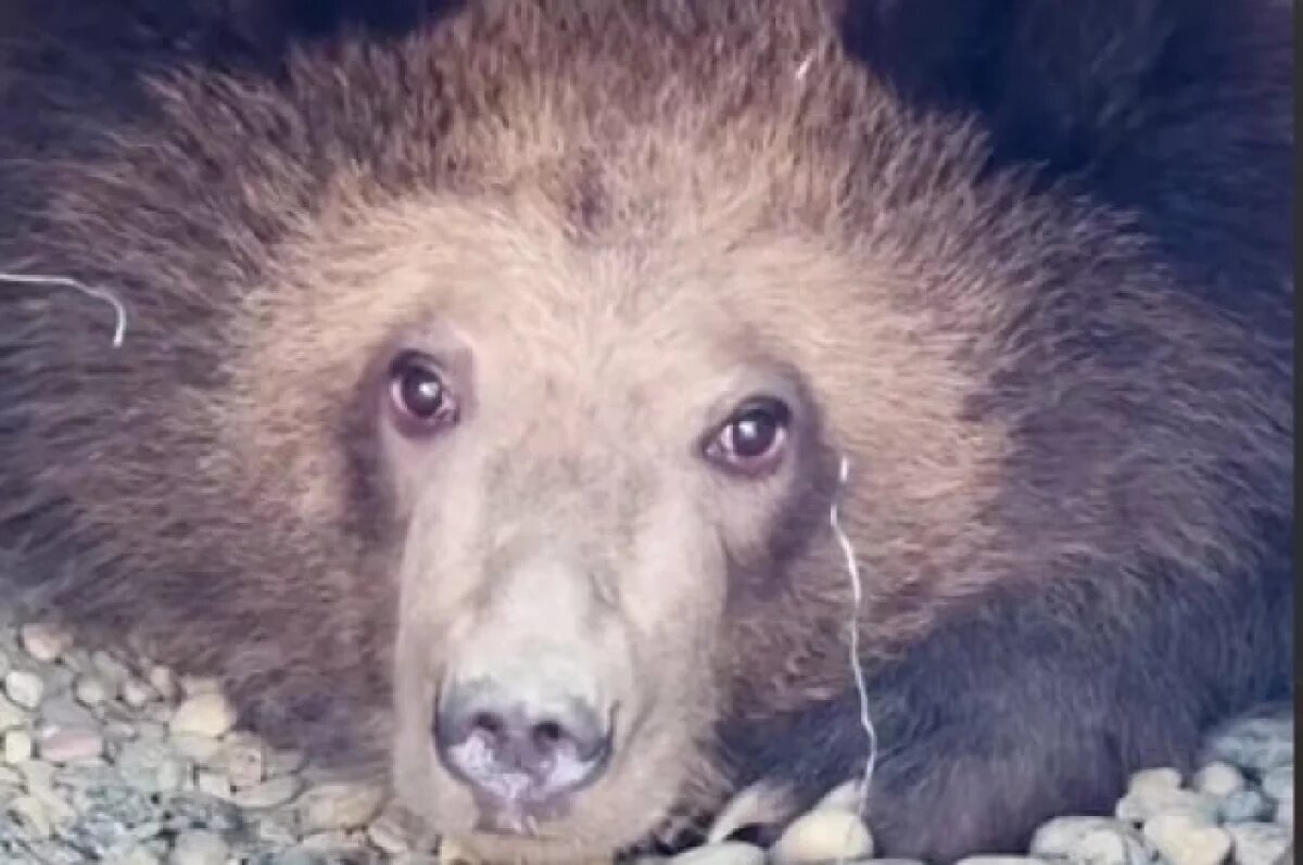    Спасенный медвежонок с Камчатки положил начало приюту для мишек