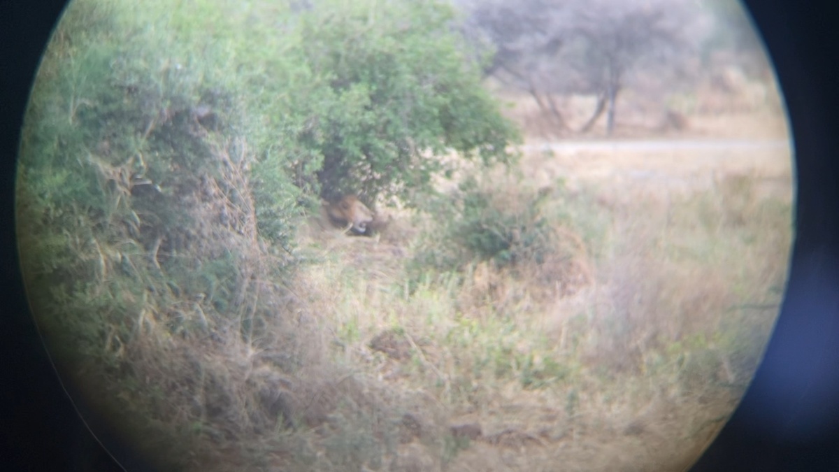 Вот он, царь зверей. 