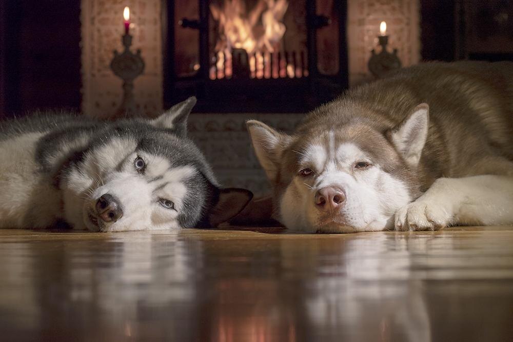 Вводят законопроект о штрафах для хозяев собак за лай, вой или создание другого шума