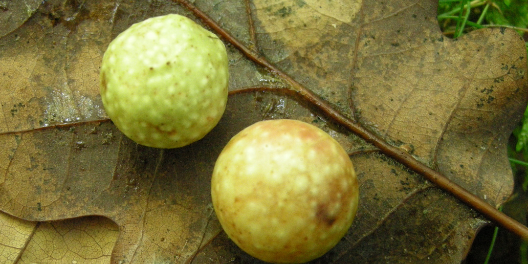 Как приготовить чернила из "дубовых орешков": старинные рецепты и современные секреты