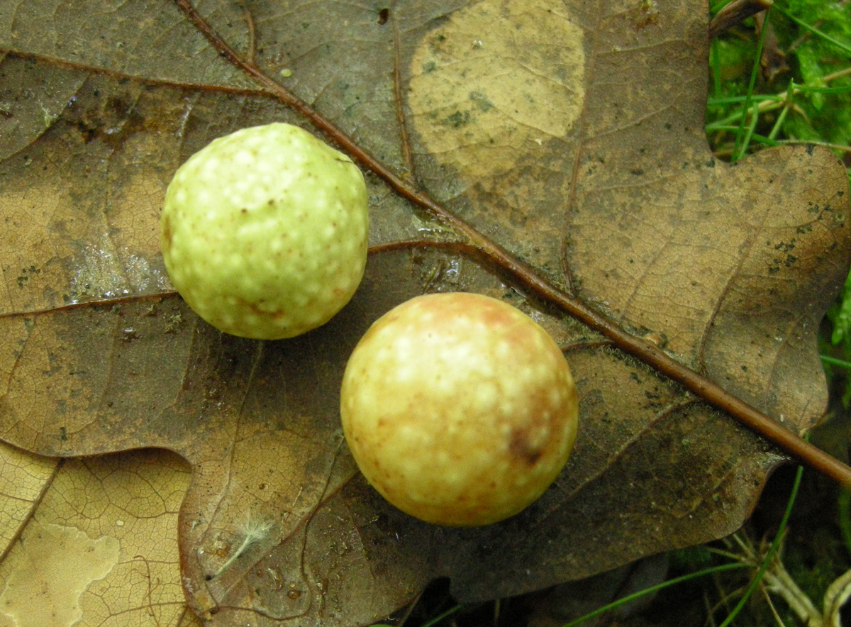 Чернильные орешки на листьях дуба. Фото: Thomas Bresson / Wikimedia Commons