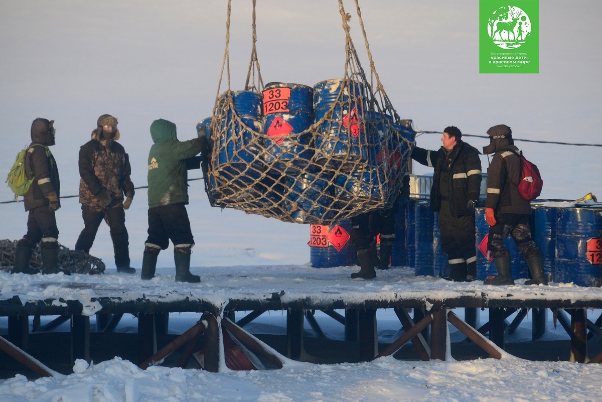 Фото: Заповедник "Остров Врангеля"