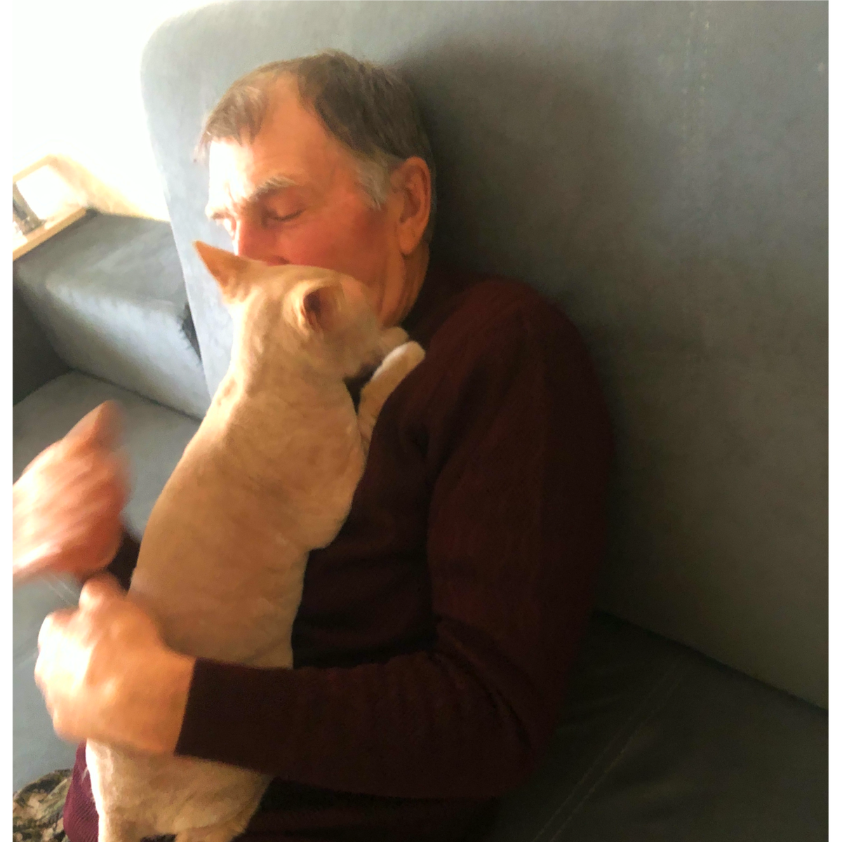 Кот Чапа втречает.Соскучился   фоо автора