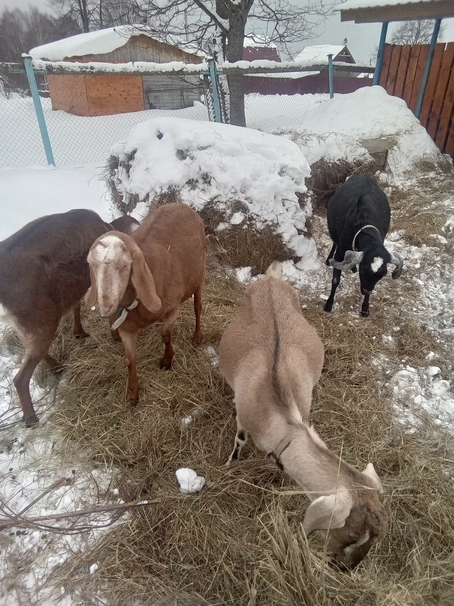 Фото автора.