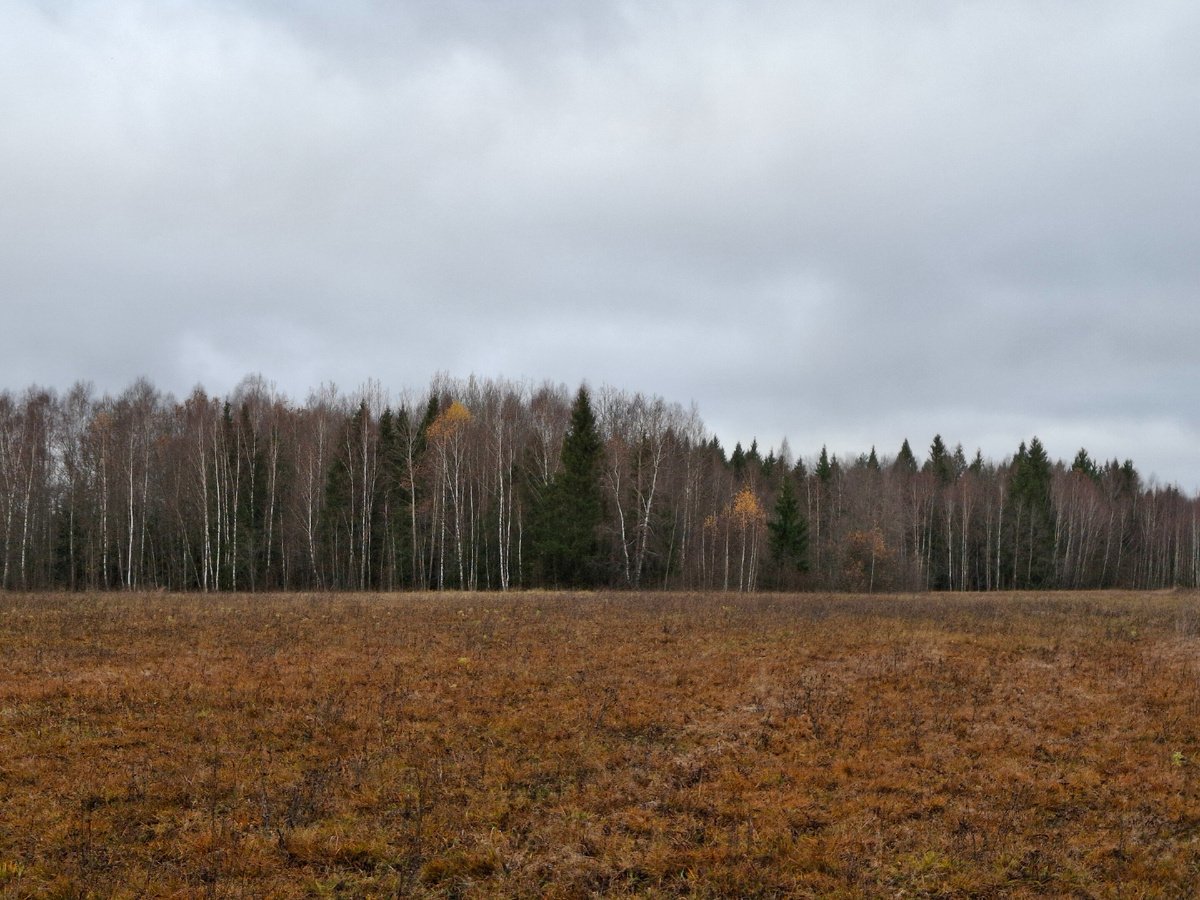 10.11.2024. Фото Старого Солдата.