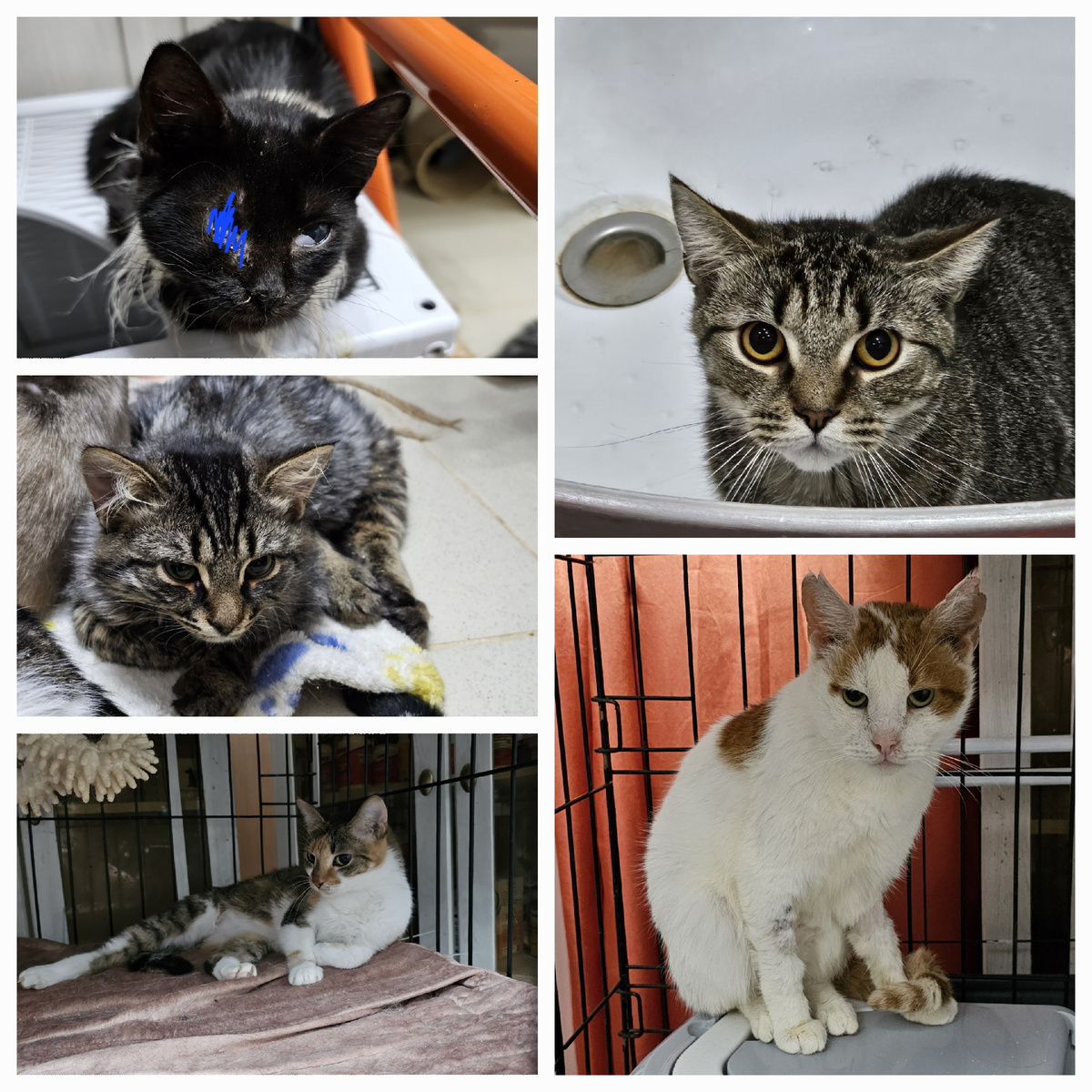 Фото автора. Эти 5 ребят болеют фип.