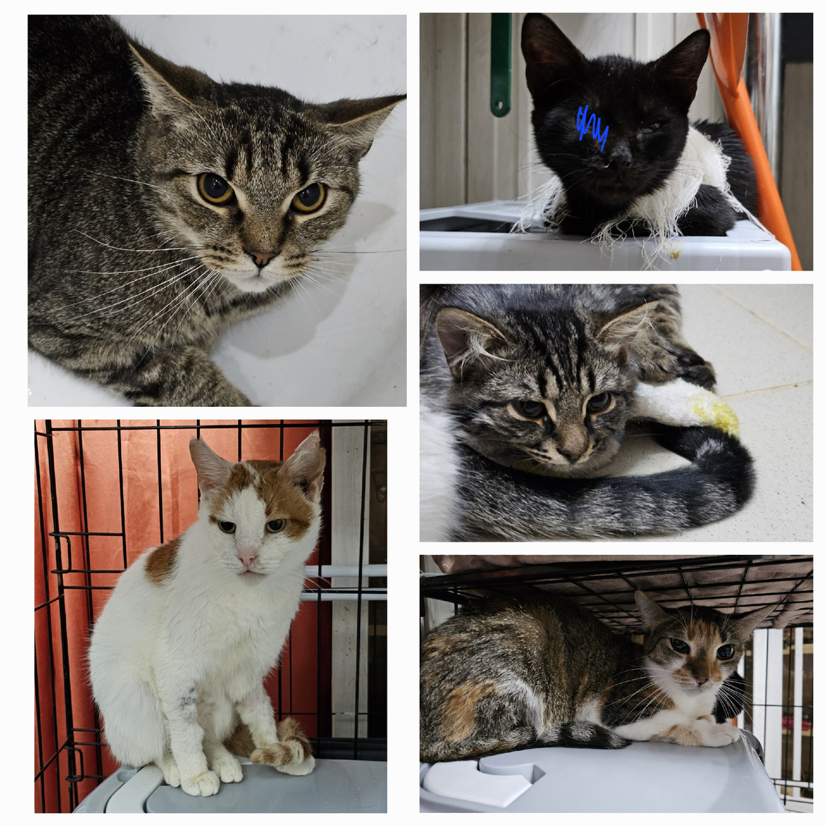 Фото автора. Ребята заболевшие фип.