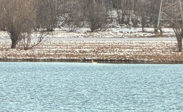    В Югре спасли попавшего в беду краснокнижного лебедя